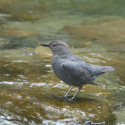 Adult. Note: short tail and long legs.