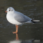 Adult nonbreeding. Note: redish bill and legs.