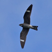 Male in flight. Note: white band on tail.