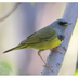 Male. Note: lack of eye arcs, gray hood, dark breast band, and pale pink bill.