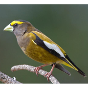 Male Male