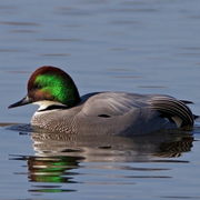 Male Male
