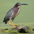 Adult. Note: dark rufous neck. Adult. Note: dark rufous neck.
