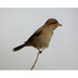 Juvenile. Note: brownish overall and scaled breast. Juvenile. Note: brownish overall and scaled breast.