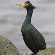 Adult breeding plumage Adult breeding plumage