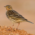 Note reddish throat and streaked back. Note reddish throat and streaked back.