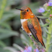 Male Male