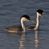 Pair of breeding adults Pair of breeding adults