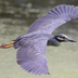 Adult. Note: boldly marked head and plain gray back. Adult. Note: boldly marked head and plain gray back.