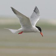 Adult breeding. Note: red bill with black tip and dark upper primaries.