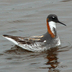 Female breeding plumage